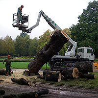 Baumfällung im Großen Garten in Dresden