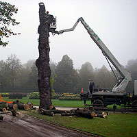 Baumfällung im Großen Garten in Dresden