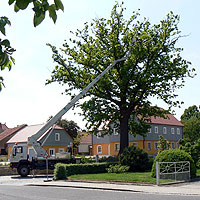 Baumpflege